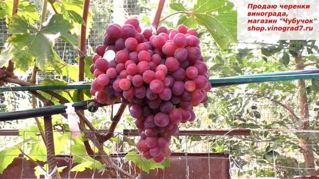 ДАРВИКА виноград с огромными гроздями 3 кг не предел! Очень ранняя и с достойным вкусом крупных яго смотреть онлайн