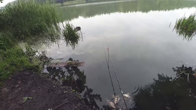 Отличная рыбалка на леща. Позор рыболова. Рыбалка на фидер смотреть онлайн