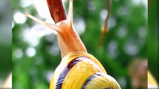 Топ 10 самых милых и красивых насекомых смотреть онлайн