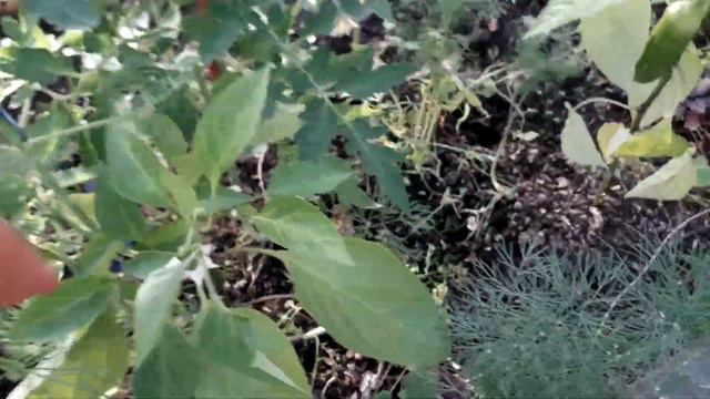 11.06.2022 Обзор теплиц. смотреть онлайн