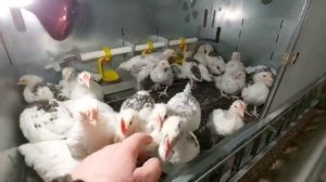 Пушкинские куры - цыплята, 28 дней. Генофонд.