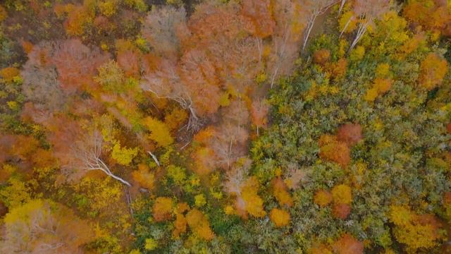 Beautiful Cello & Heavenly Piano Music 🍂 Calm Autumn Scenic Relaxation смотреть онлайн