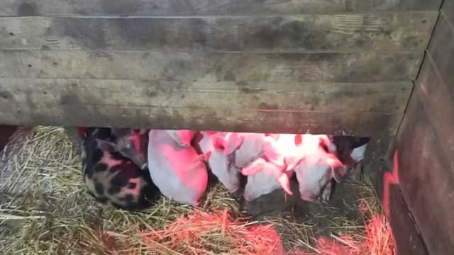 О наболевшем// Продажа поросят// Цены на зерно// Цены на поросят// смотреть онлайн