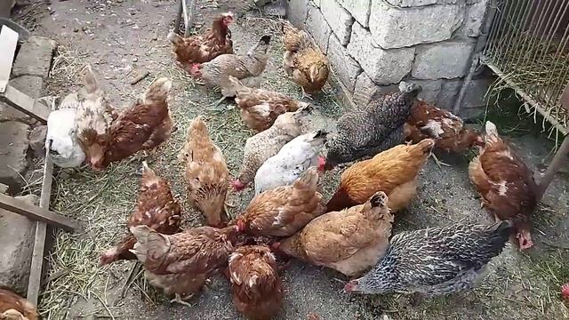 Как давать курам улитки ? Какие есть витамины в улитки?