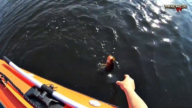 Попали на жор щуки. Клев крупной щуки. Летняя рыбалка. смотреть онлайн