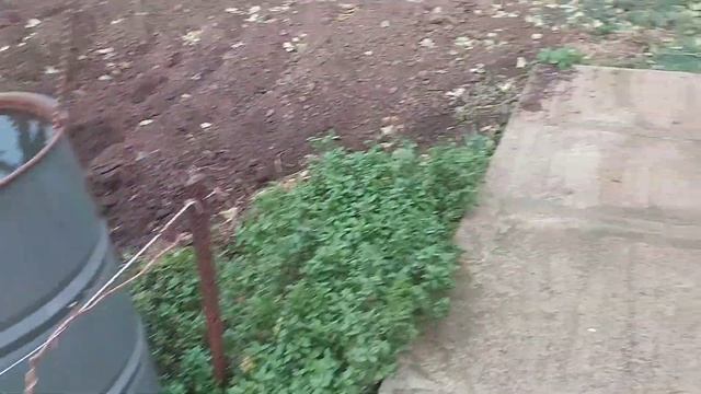 ОБЗОР УЧАСТКА В СЕЛЕ 13.11.21 , УКРЫТИЕ ВИНОГРАДА. смотреть онлайн