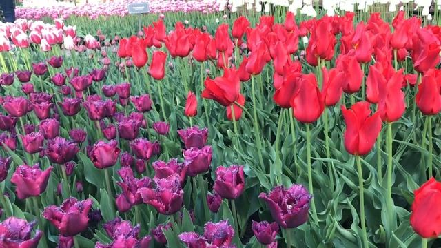 МЕДИТАЦИЯ Гармонизация сознания смотреть онлайн