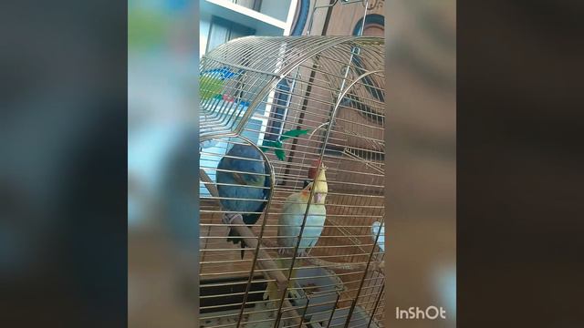 Попугаи Корелла-Нимфы ➡️Самое милое видео➡️Гоша и Боня ➡️Обнимашки➡️Любовь, она такая//Funny Parrot смотреть онлайн