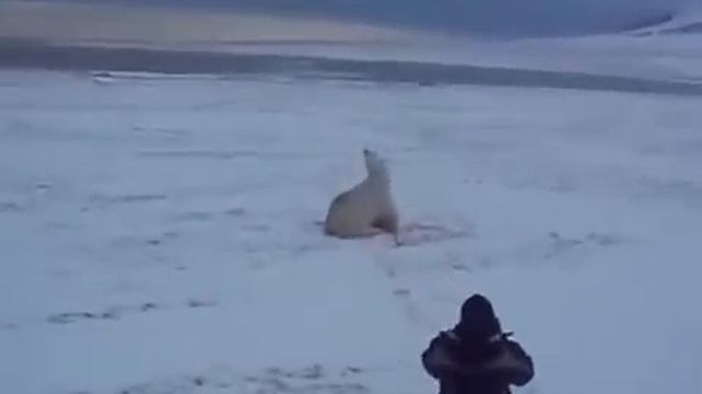 Убили белого медведя / killed a polar bear смотреть онлайн