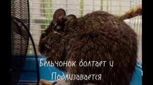 звуки белок дегу