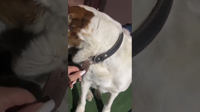 ЗУР БАШИ Узум (Алабай. Среднеазиатская овчарка. Щенки +79373699903 WhatsApp). смотреть онлайн