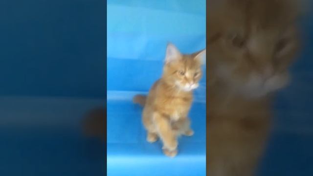 забавный рыжий котенок Мейн-кун / Maine Coon смотреть онлайн
