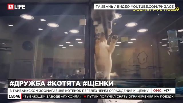 В тайваньском зоомагазине котенок перелез через ограждение к щенку смотреть онлайн