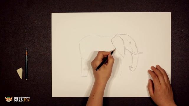 Нарисовать слона карандашом смотреть онлайн