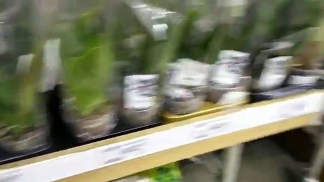 Обзор орхидей февраль 2019 Спешите, огромный завоз орхидей в Леруа Мерлен. смотреть онлайн