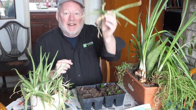 In the Garden: Winter blooms, making more houseplants and planning for spring смотреть онлайн