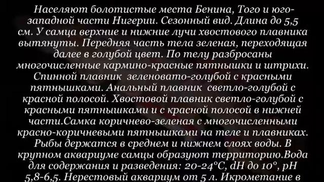 Аквариумная рыбка Афиосемион филаментосум смотреть онлайн