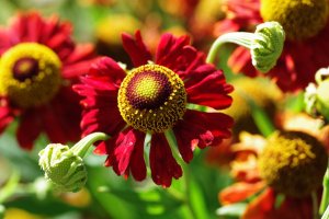 Гелениум РЕЛАКС АРТ-ТЕРАПИЯ ИМПРОВИЗАЦИЯ композитор Виктор Анохин #музыка #instrumentalmusic #цветы