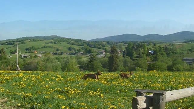 Родезийский риджбек в Карпатах
