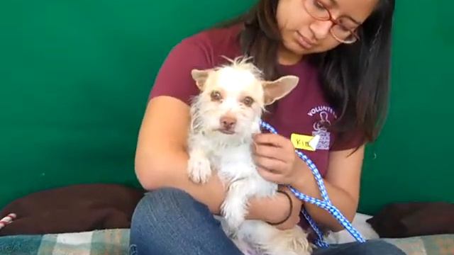 Mimosa A4551724   RESCUED!!!