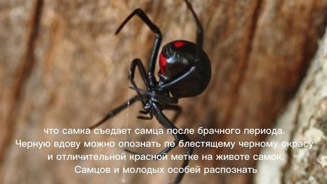 Черные вдовы смотреть онлайн