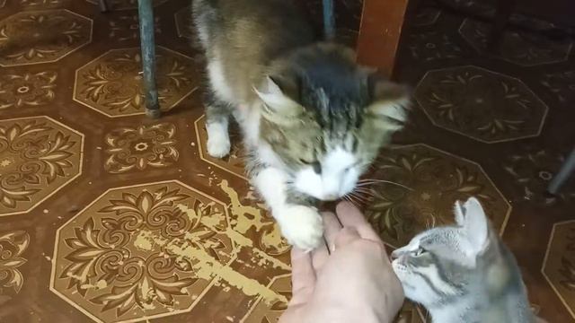 Кот дает лапу! часть 2 смотреть онлайн