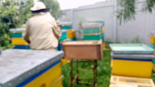 ЛОВЛЯ ДИКИХ РОЁВ, ДЛЯ ТЕХ КТО ХОЧЕТ ПЧЁЛ НО НЕТ ДЕНЕГ, как начать заниматься пчелаводством. смотреть онлайн