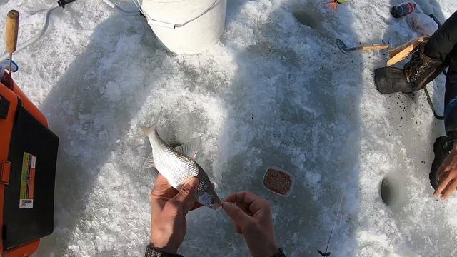 ЛОВЛЯ ВОБЛЫ НА КАПЧАГАЕ , ОПЯТЬ 20 КГ ? КЛАССНАЯ РЫБАЛКА !!!!!! смотреть онлайн