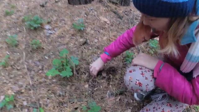 Белые грибы . Олешковский лес, Херсонская область смотреть онлайн