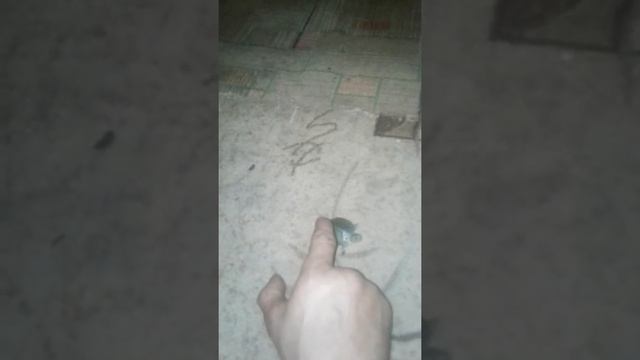 Говорят ,что черепахи медленные смотреть онлайн