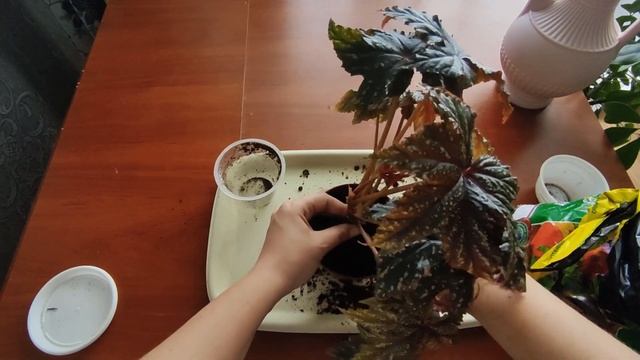 Пересадка бегонии Грифон смотреть онлайн