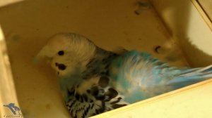 Волнистые попугаи.ч.4. Почему самки выбрасывают яйца?