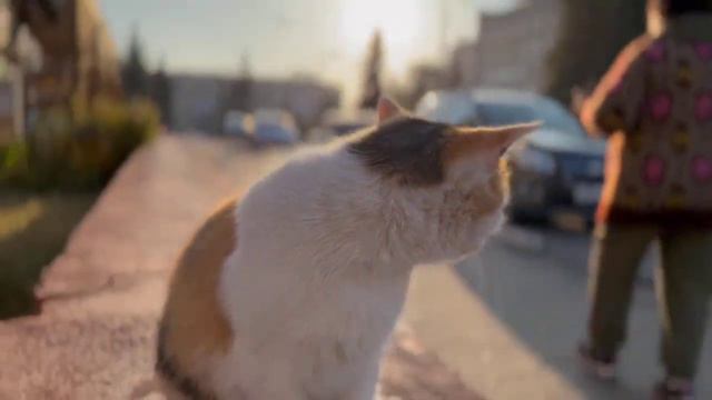 Уличная кошечка любит ласку и внимание смотреть онлайн