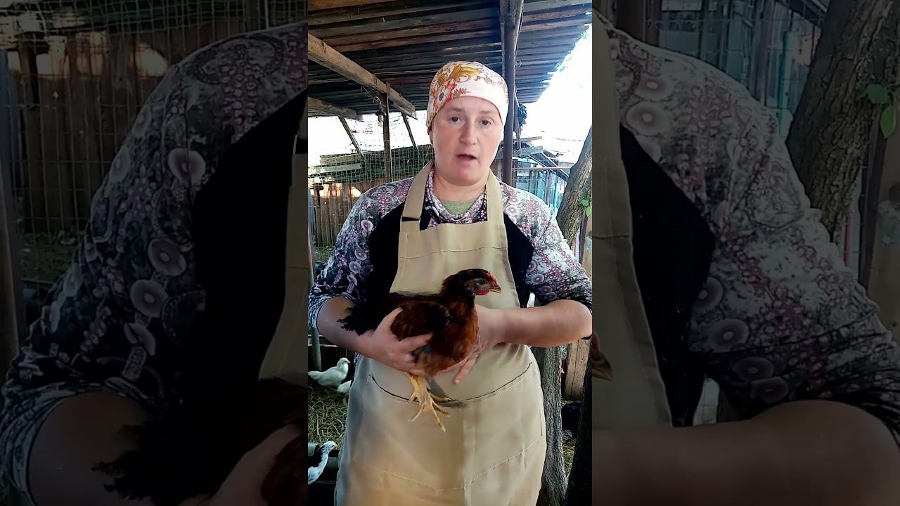 Кто РАСТЕТ БЫСТРЕЕ - бройлер или породистые куры. смотреть онлайн