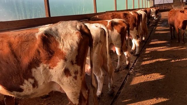 Про мастит у коров смотреть онлайн