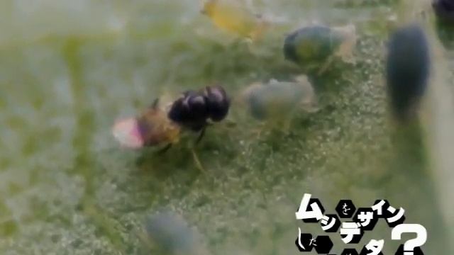 ツヤコバチ科 ( Aphelinus sp. ) 産卵 смотреть онлайн