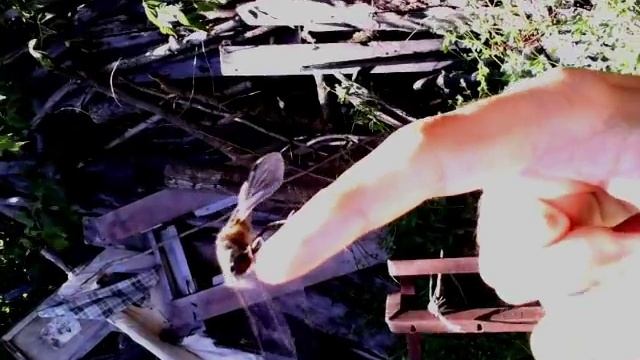 Плоская стрекоза перепутала ветку с пальцем) смотреть онлайн