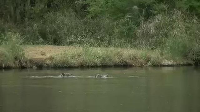 Phalaborwa Town Kruger National Park Limpopo смотреть онлайн