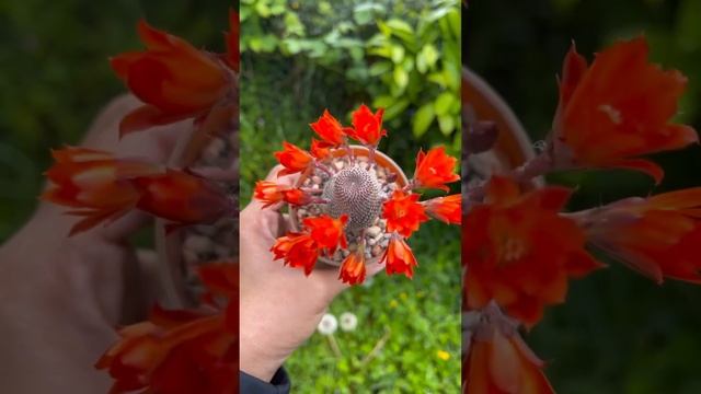 Rebutia heliosa flower time lapse | buds blooms pups | offsets 2022 смотреть онлайн