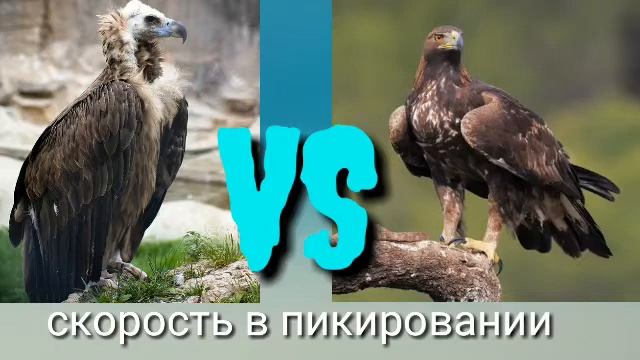 Чёрный гриф VS коричневый орёл (беркут) смотреть онлайн
