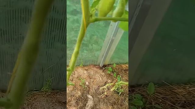 Томат Зефир в шоколаде. Пересорт от Вкуснотеки смотреть онлайн