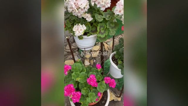 Герани gerania смотреть онлайн