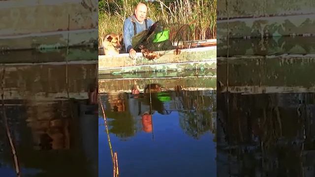 #рак А раньше в старину ловили раков -так ,клали на берег шифер. Как поймать раков #селигер смотреть онлайн