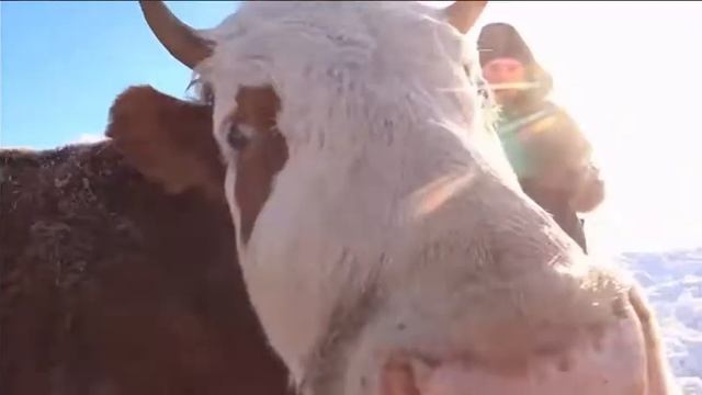 ФЕРМА СЛИВОЧНОЕ ЛЕТО - ЗНАКОМИМСЯ смотреть онлайн