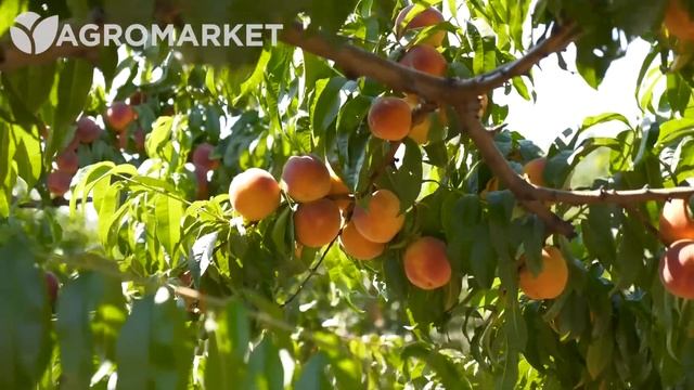 САМЫЕ ВКУСНЫЕ СОРТА ПЕРСИКОВ со средним сроком созревания в Украине | АГРОМАРКЕТ | смотреть онлайн