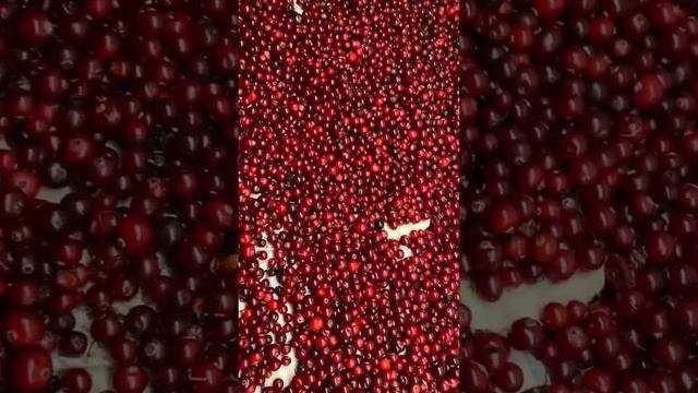 Готовимся к зиме/ клюква/ заморозка смотреть онлайн
