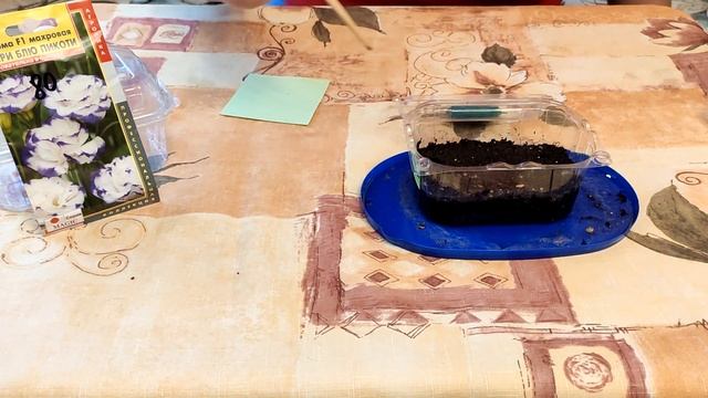 Пора сажать Эустому. Удобный способ.