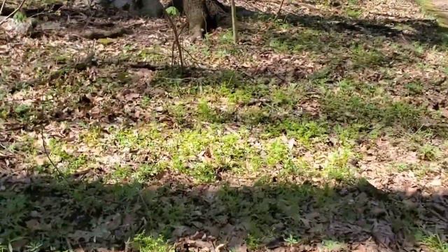 Botanizing the State Parks of Indiana (Moraine Nature Preserve) смотреть онлайн