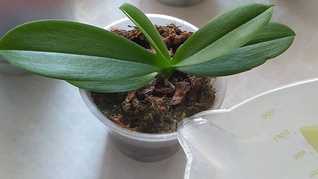 Полив орхидей, минеральным удобрением FUJIMA. 🌿🌿🌿