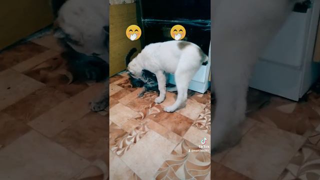 собака пристаёт коту смотреть онлайн